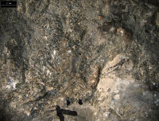 Aplocoma damesii