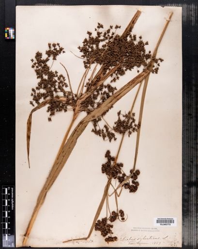 Scirpus sylvaticus