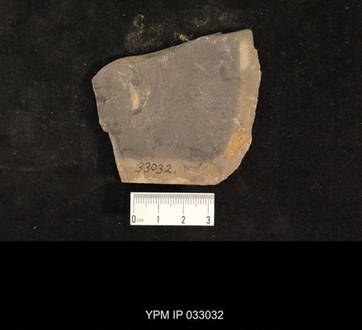 Mormolucoides articulatus