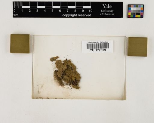 Plantae