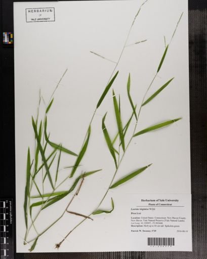 Leersia virginica