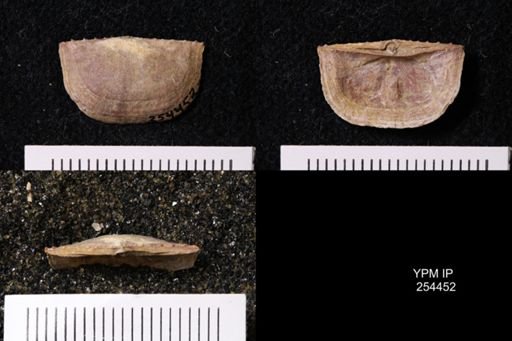 Chonetes dominus
