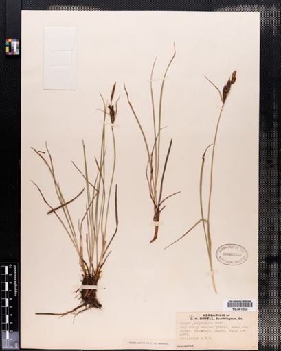 Carex polymorpha