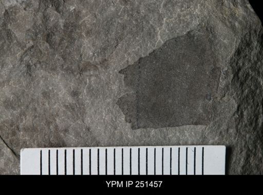 undet. Eurypterida