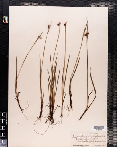Sisyrinchium angustifolium