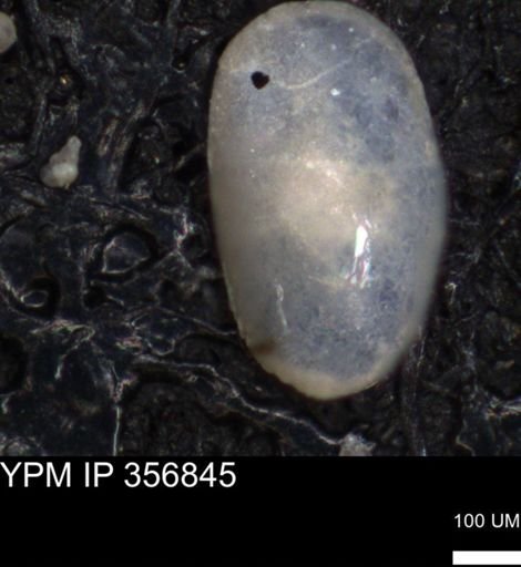 undet. Ostracoda