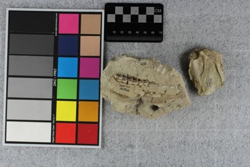 Protoceras celer