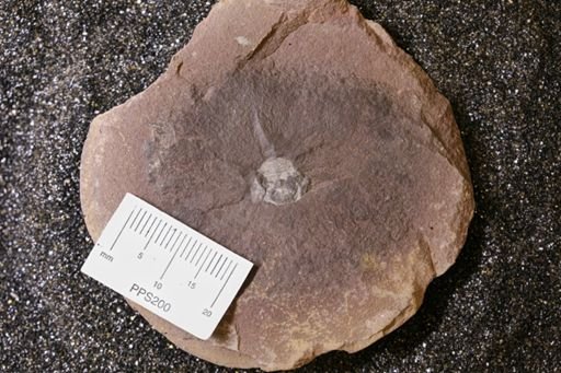 Euproops danae