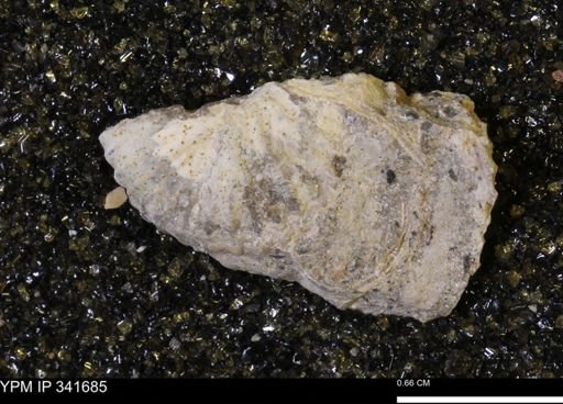 Scaphites sp.