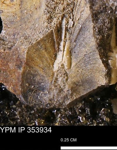 undet. Bivalvia