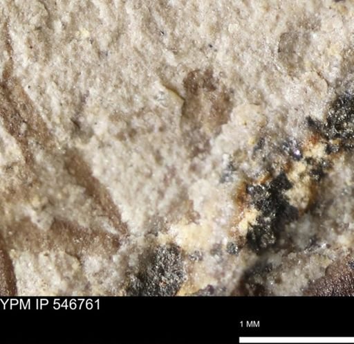 undet. Insecta