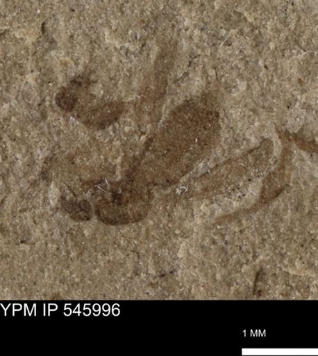 taxon undetermined
