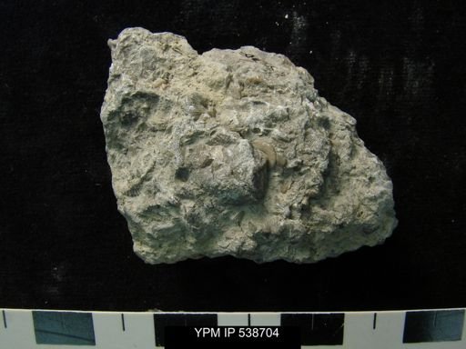 Zygospira sp.