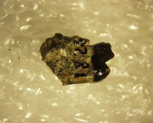 Pelycodus sp.
