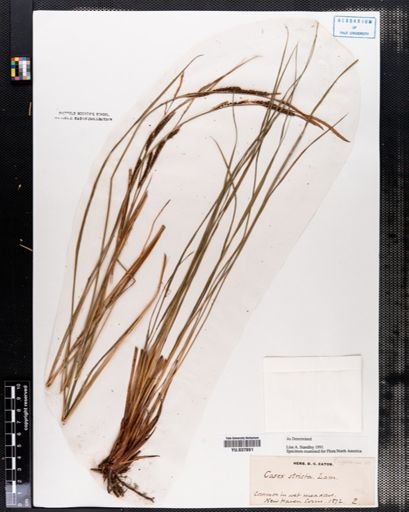 Carex stricta
