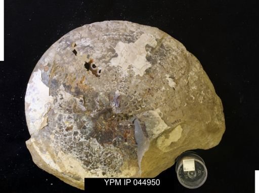 Sphenodiscus lenticularis
