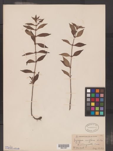 Lycopus uniflorus