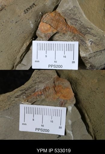 undet. Xiphosurida