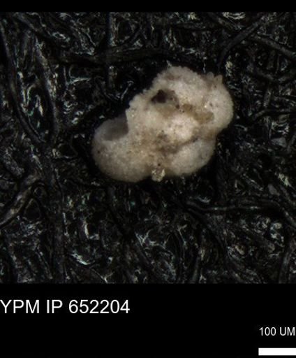 undet. Rugoglobigerinidae