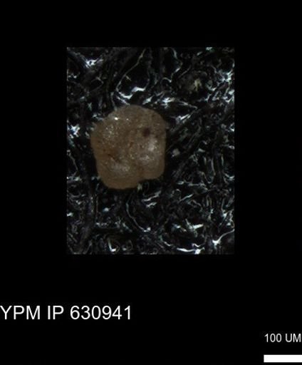undet. Globigerinina