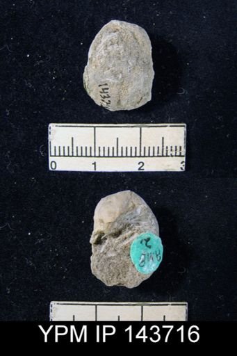 Marginifera ovalis