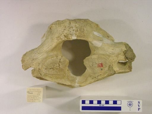 Gomphotheriidae