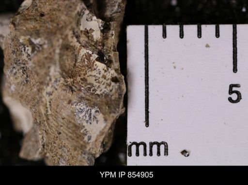 Drepanochilus sp.