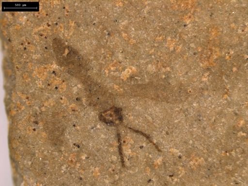 taxon undetermined