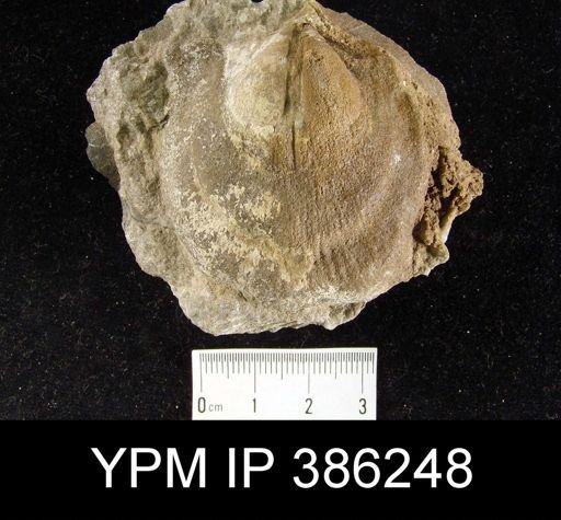 undet. Orthotetida