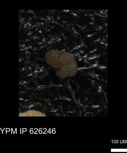 undet. Foraminiferida
