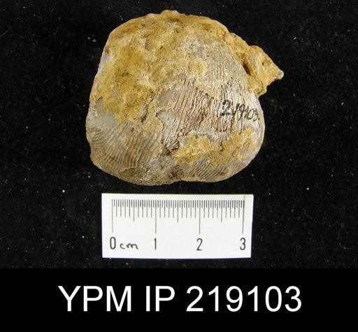 Linoproductus platyumbonus