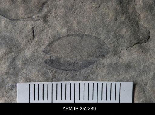 undet. Eurypterida