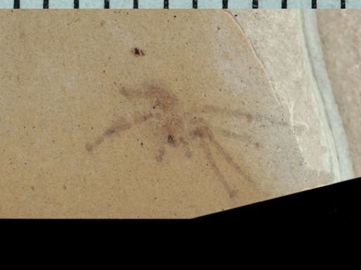 undet. Araneae