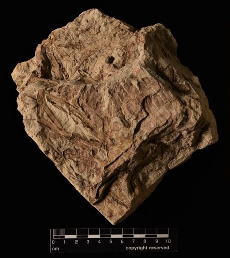Cladophlebis sp.