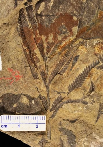 Calcaropteris boeselii