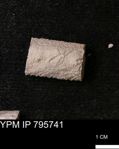Baculites sp.