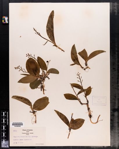 Maianthemum