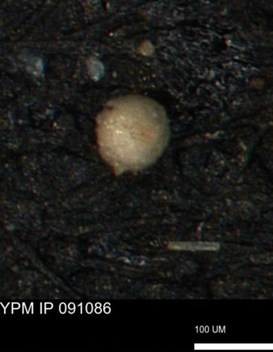 undet. Foraminiferida