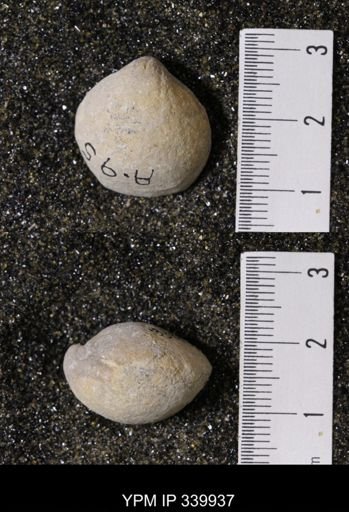 Kingena wacoensis