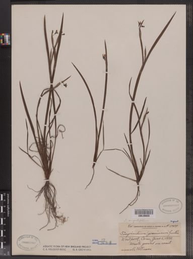 Sisyrinchium gramineum