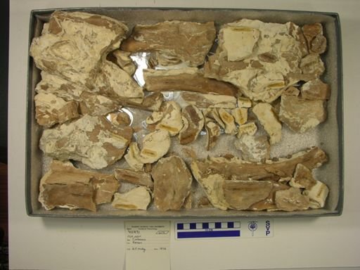 Xiphactinus sp.