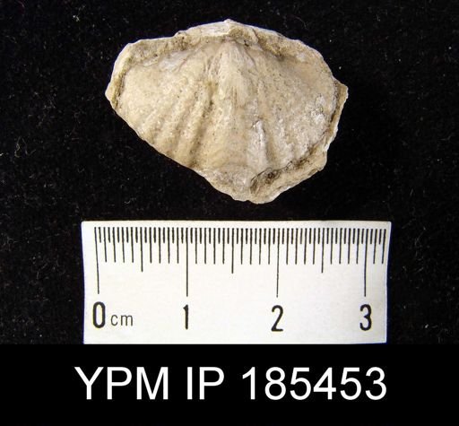 Reticularia fimbriata