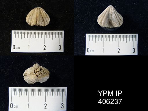 undet. Rhynchonellida