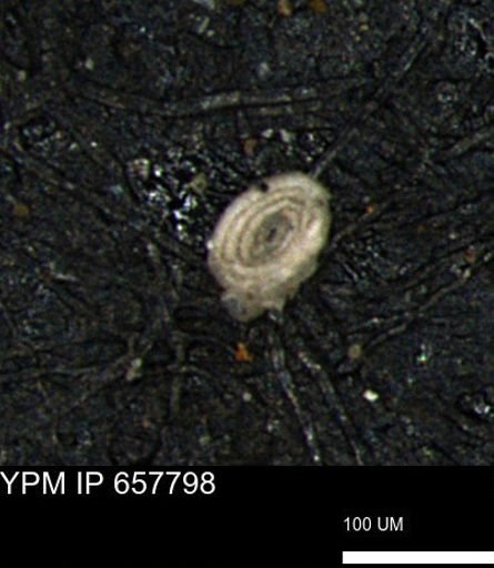 Spirolocammina subcircularis