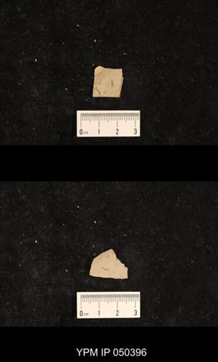 undet. Liomopteridae