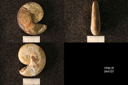 Hoploscaphites nicolletii