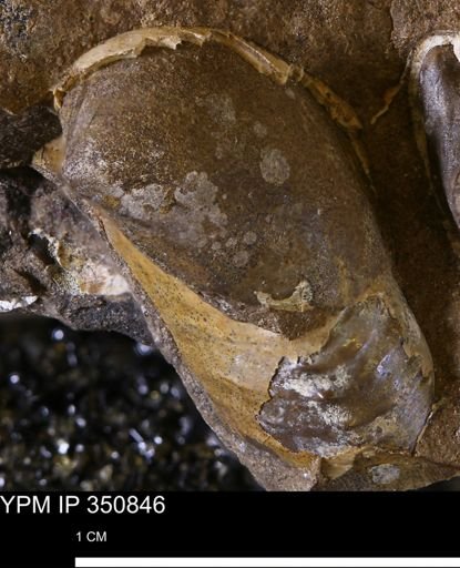 Hoploscaphites?