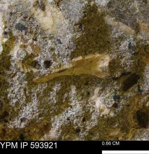 undet. Mollusca