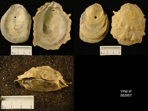 Ostrea subdigitalina