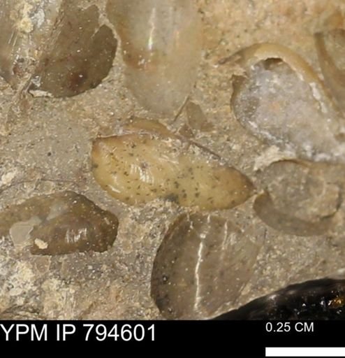 Protocardia subquadrata